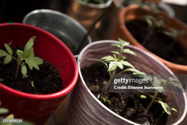 tomatoes young plants, montargis, france. - sapling stock-fotos und bilder