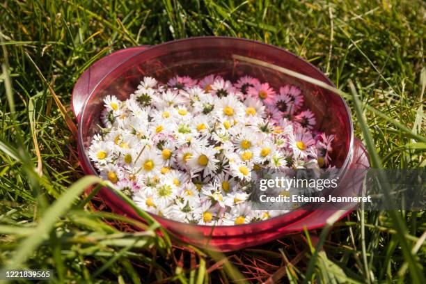 daisies crop in red plastic dish (top point of view), montargis, france. - loiret fotografías e imágenes de stock