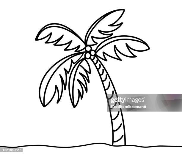 palm tree - palmiers stockfoto's en -beelden