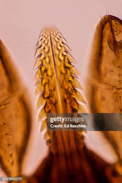 piercing organ or hypostome close-up in a deer tick (ixodes dammini), vector of lyme disease, 50x - hypostom stock-fotos und bilder