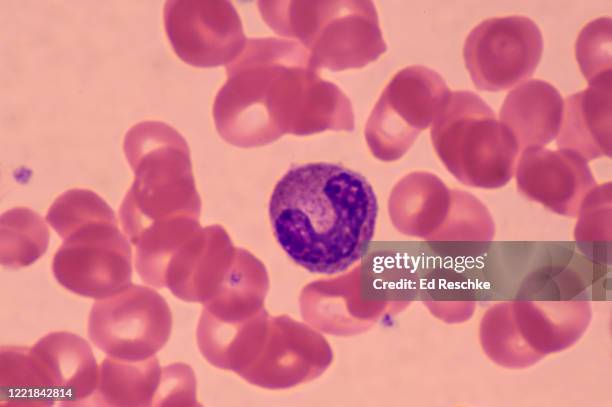 monocyte---the largest white blood cell (leukocyte) that can transform into macrophage--an efficient phagocyte that engages in phagocytosis, 500x - macrophage stock pictures, royalty-free photos & images