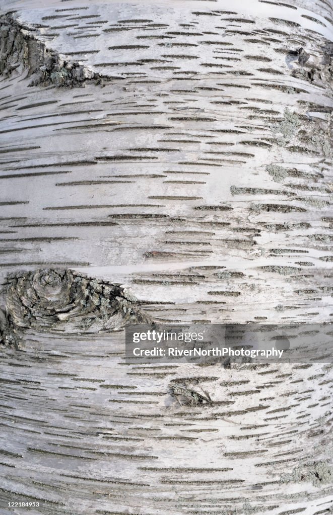 Birch Bark