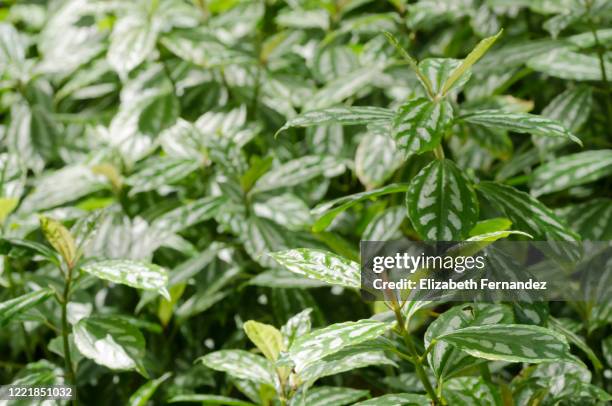 pilea cadierei - pilea stock pictures, royalty-free photos & images