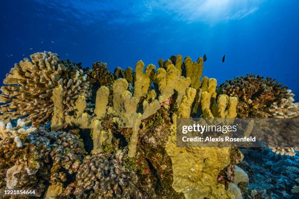 Very healthy coral reef on February 14 Gambier Islands, French Polynesia, South Pacific. Coral reefs are suffering from global warming and the...