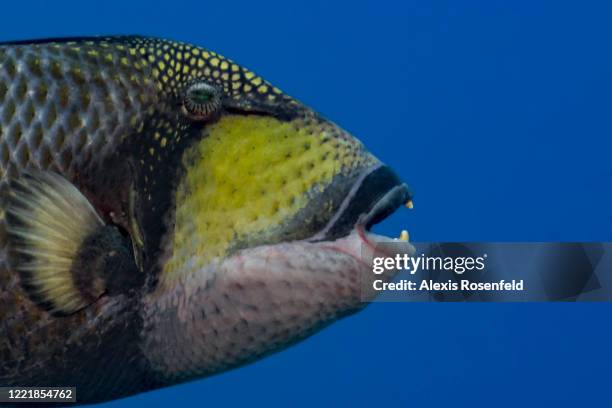 Titan triggerfish is one of the most impressive fish found in the Indo-Pacific on February 25 Moorea, Society Islands, French Polynesia, South...