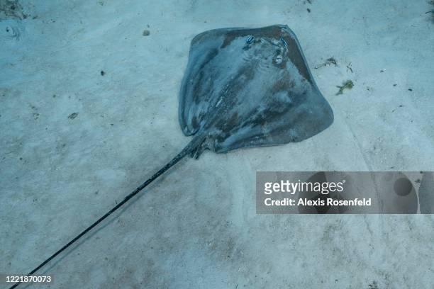 Stingray is being cleaned by wrasse cleaners on the sandy bottom on February 24 Moorea, Society Islands, French Polynesia, South Pacific. Pateobatis...