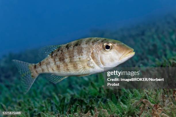 yellowfin road sweeper (lethrinus erythropterus), on seagrass meadow, red sea, jordan - lethrinus stock pictures, royalty-free photos & images