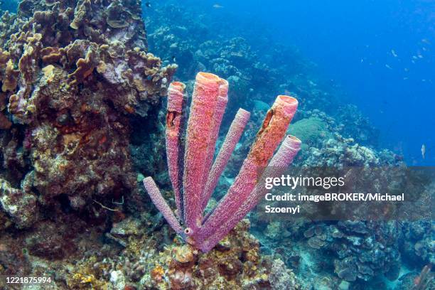 purple stovepipe sponge (aplysina archeri, poriphera) in shallow depths off playa grandi, curacao, caribbean - spongia stock pictures, royalty-free photos & images
