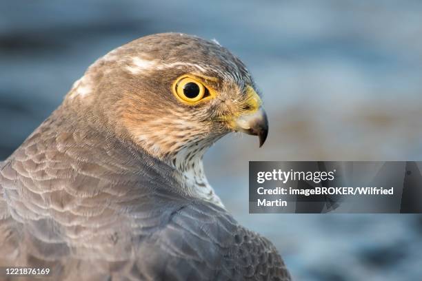eurasian sparrowhawk (accipiter nisus), female, animal portrait, hesse, germany - sparrowhawk stock pictures, royalty-free photos & images