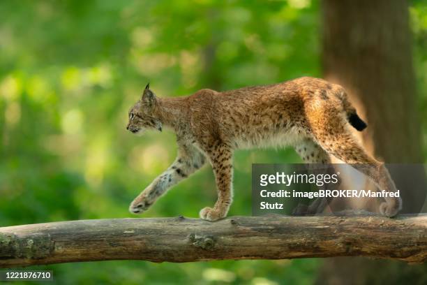 eurasian lynx (lynx lynx) balanced on tree trunk, captive, bavarian forest national park, bavaria, germany - nationalpark bayerischer wald stock-fotos und bilder