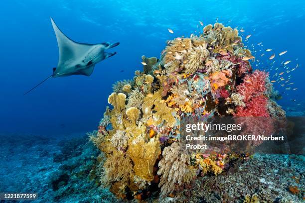 reef manta ray (manta alfredi), swimming over coral reef, coral block, with soft corals (alcyonacea), stony corals (scleractinia) and sponges (porifera), pacific, sulu sea, tubbataha reef national marine park, palawan province, philippines - spongia stock pictures, royalty-free photos & images