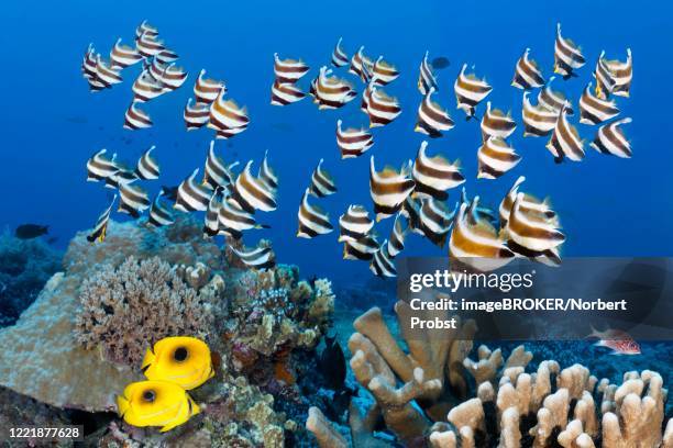 swarm of fish pacific bannerfish (heniochus chrysostomus), pair of bennetts butterflyfish (chaetodon bennetti) swimming over coral reef, pacific, sulu sea, tubbataha reef national marine park, palawan province, philippines - chaetodon bennetti stock pictures, royalty-free photos & images