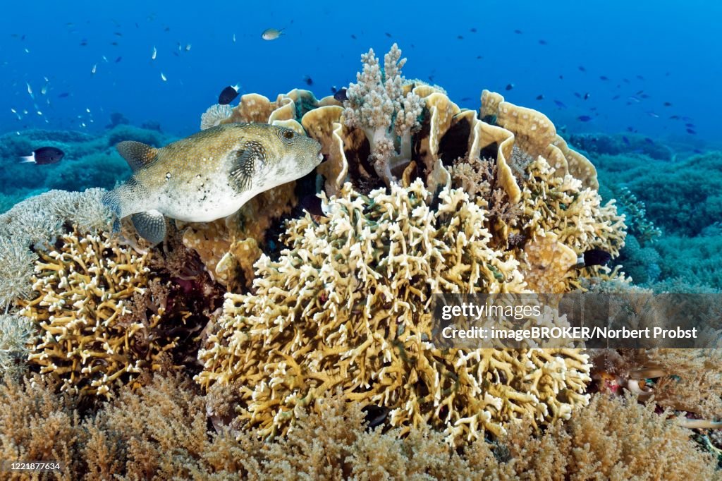 Map puffer (Arothron mappa), front fire coral (Millepora tenella), back right Blade firel coral (Millepora platyphylla), back middle soft coral (Nephthea sp.), white, Pacific, Sulu Sea, Tubbataha Reef National Marine Park, Palawan Province, Philippines