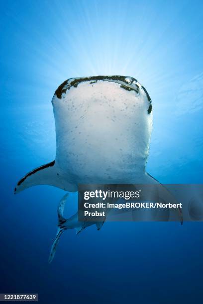 whale shark (rhincodon typus), in blue water, from below, with heavy infestation of parasitic roach-foot crab (pandarus rhincodonicus), pacific, sulu lake, tubbataha reef national marine park, palawan province, philippines - tubbataharevet bildbanksfoton och bilder