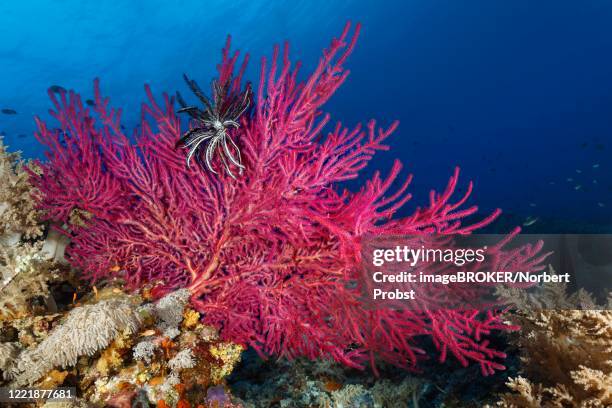 echino gorgonie (echinogorgia noumea), purple, feather star, black, (cenometra bella), pacific ocean, sulu lake, tubbataha reef national marine park, palawan province, philippines - tubbataharevet bildbanksfoton och bilder