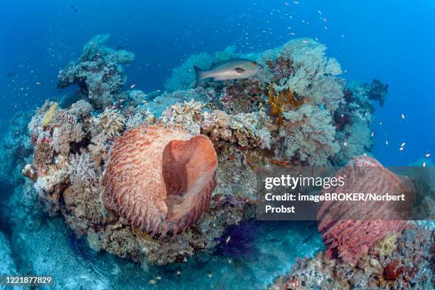 offshore coral block with barrel sponge (xestospongia testudinaria), two-spot banded snapper (lutjanus biguttatus), two-spot red snapper (lutjanus bohar), pacific, sulu sea, tubbataha reef national marine park, palawan province, philippines - spongia stock pictures, royalty-free photos & images