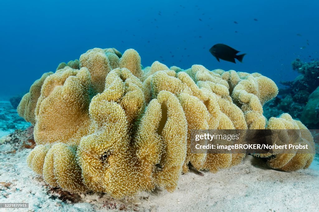 Leather coral (Sarcophyton sp.) with outstretched polyps, sandy bottom, Pacific Ocean, Sulu Lake, Tubbataha Reef National Marine Park, Palawan Province, Philippines