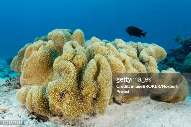 leather coral (sarcophyton sp.) with outstretched polyps, sandy bottom, pacific ocean, sulu lake, tubbataha reef national marine park, palawan province, philippines - corallo molle foto e immagini stock