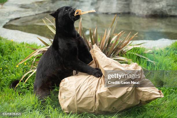 Jaguar called Maya tears open an "enrichment" package as keepers film a run-through ahead of their third Facebook Live broadcast from the Big Cat...