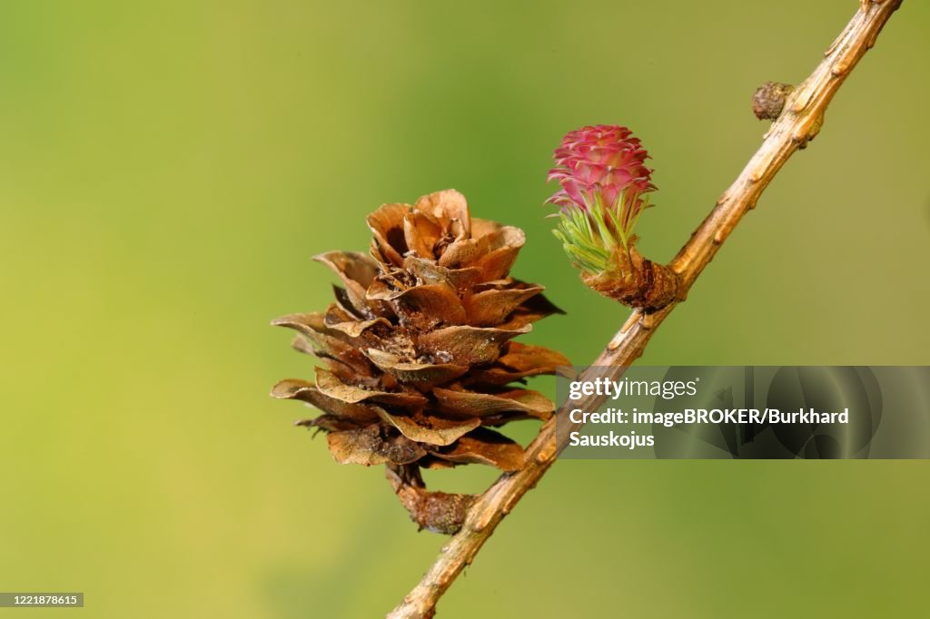 Female flower of larch (Larix decidua) with cones from the previous year, North Rhine-Westphalia, Germany