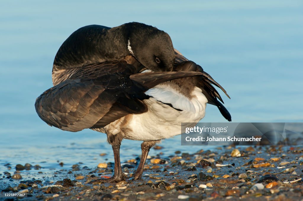 Atlantic brant preening at shoreline