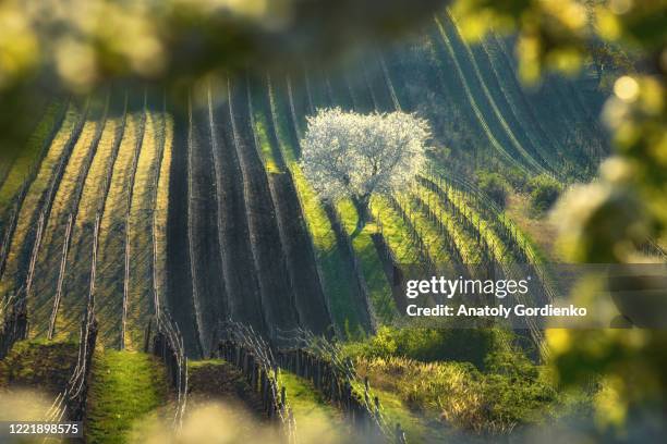 spring morning landscape with a blossoming tree and rows of vineyards. rows of vineyards on famous hills of south moravia, czech republic. blossoming cherry tree and vineyards - moravia stockfoto's en -beelden