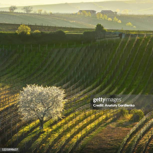 spring morning landscape with a blossoming tree and rows of vineyards. rows of vineyards on famous hills of south moravia, czech republic. blossoming cherry tree and vineyards - moravia stock pictures, royalty-free photos & images