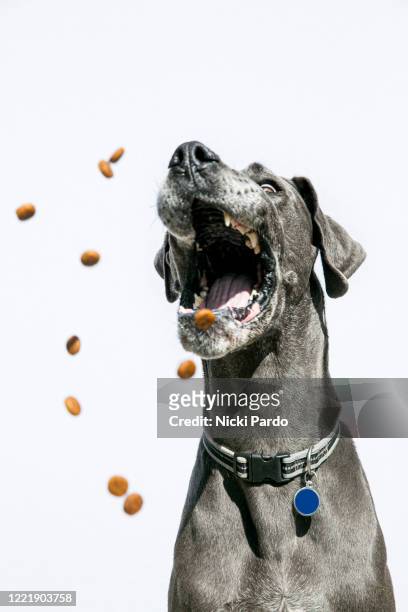 portrait blue great dane on white background catching treats - dog blue background stock pictures, royalty-free photos & images