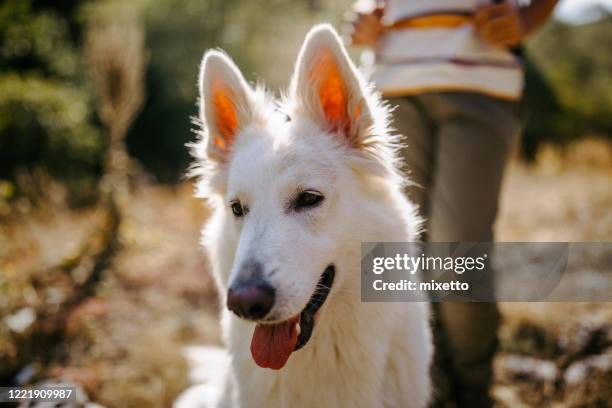 wandern ist unser ding - caucasian shepherd dog stock-fotos und bilder