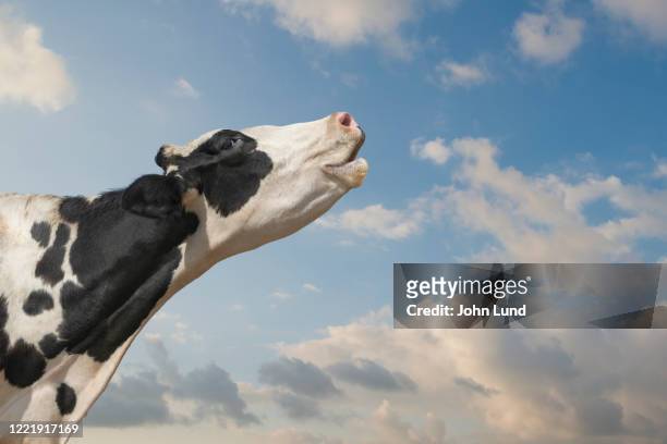 mooing holstein cow - cow mooing stock pictures, royalty-free photos & images