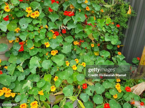 tropaeolum or known as nasturtium or nasturtian with yellow and red flowers - nasturtium fotografías e imágenes de stock