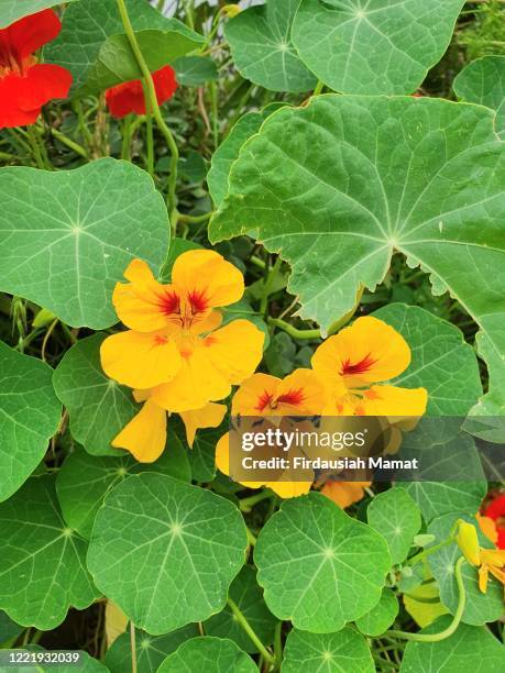 tropaeolum or known as nasturtium or nasturtian with yellow and red flowers - kapuzinerkresse stock-fotos und bilder