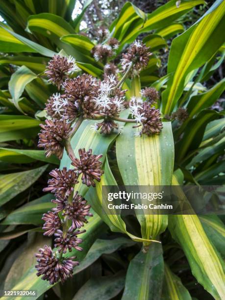 dracaena fragrans (cornstalk dracaena) - dracena plant - fotografias e filmes do acervo