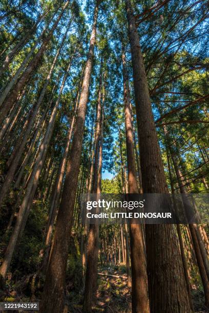 cedar forest in japan - cryptomeria japonica stock pictures, royalty-free photos & images
