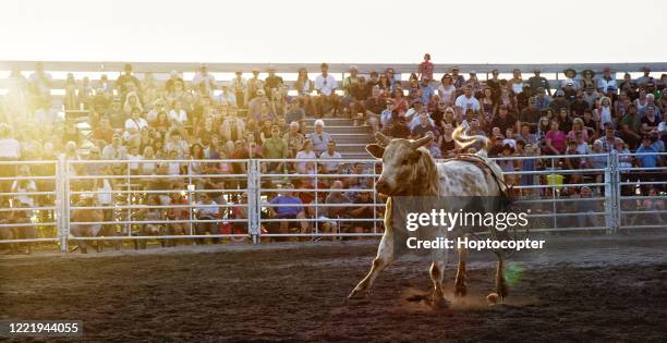 a bull runs around a stadium while a crowd of people watch at a bull riding competition event - rodeo stock pictures, royalty-free photos & images