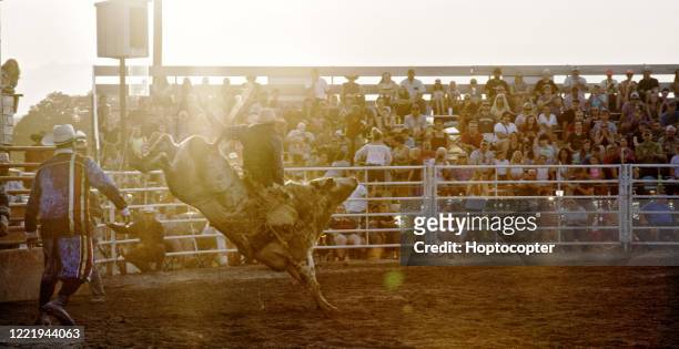 ein bullrider, der in einem bull riding event antritt, während er auf einem bucking bull es back reitet, während der rodeo clown in einem stadion voller menschen bei sonnenuntergang - rodeo bull stock-fotos und bilder