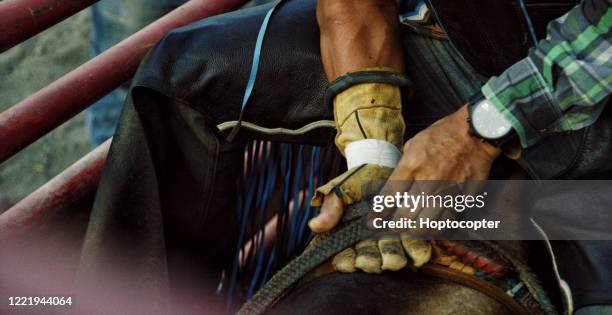 close-up of a latino bull rider's hands adjusting his grip on the rope while sitting atop a bull before competing in a bull riding event - rein stock pictures, royalty-free photos & images