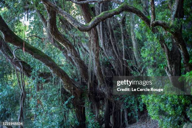 scary trees with lianas - rainforest garden ストックフォトと画像