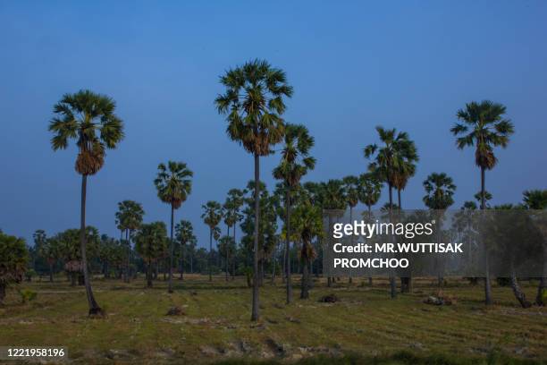 asian palmyra palm, toddy palm, sugar palm. - palm sugar stockfoto's en -beelden