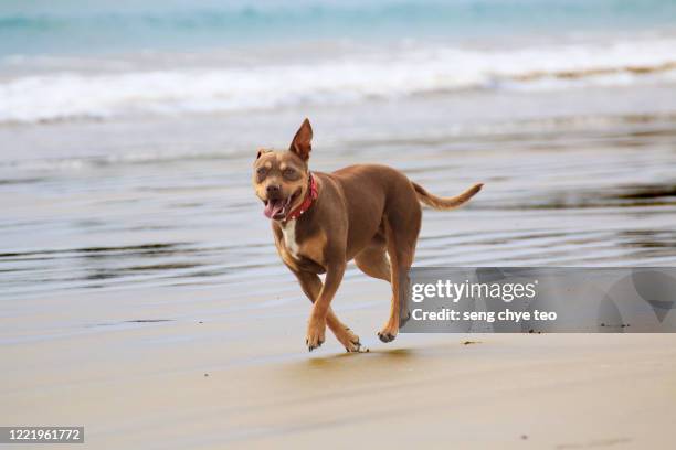 blown american pit bull with red collar terrier playing on beach - strong pitbull stock pictures, royalty-free photos & images