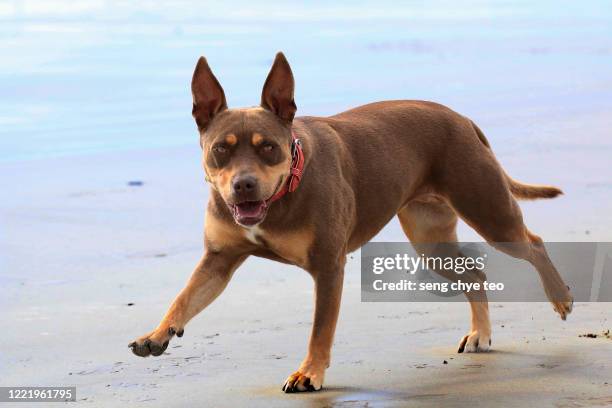 blown american pit bull with red collar terrier playing on beach - american pit bull terrier stock-fotos und bilder