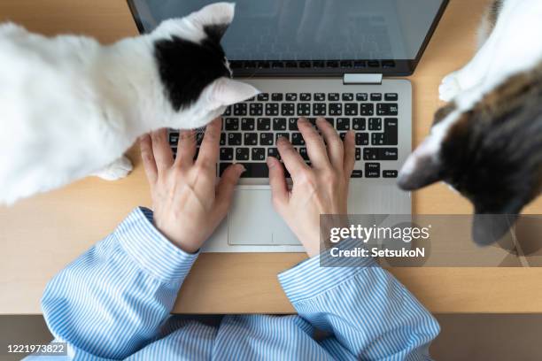 overhead view of asian woman with cat using a computer - makeshift office stock pictures, royalty-free photos & images