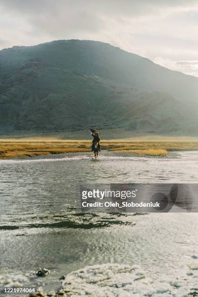 eagle hunter on horse riding though  the river in mongolia - mongolian culture stock pictures, royalty-free photos & images