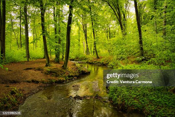 Brook Innature Peaceful Brook Photos and Premium High Res Pictures - Getty Images
