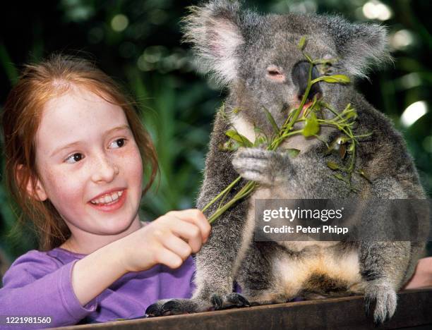 koala bear and child - koala eating stock pictures, royalty-free photos & images