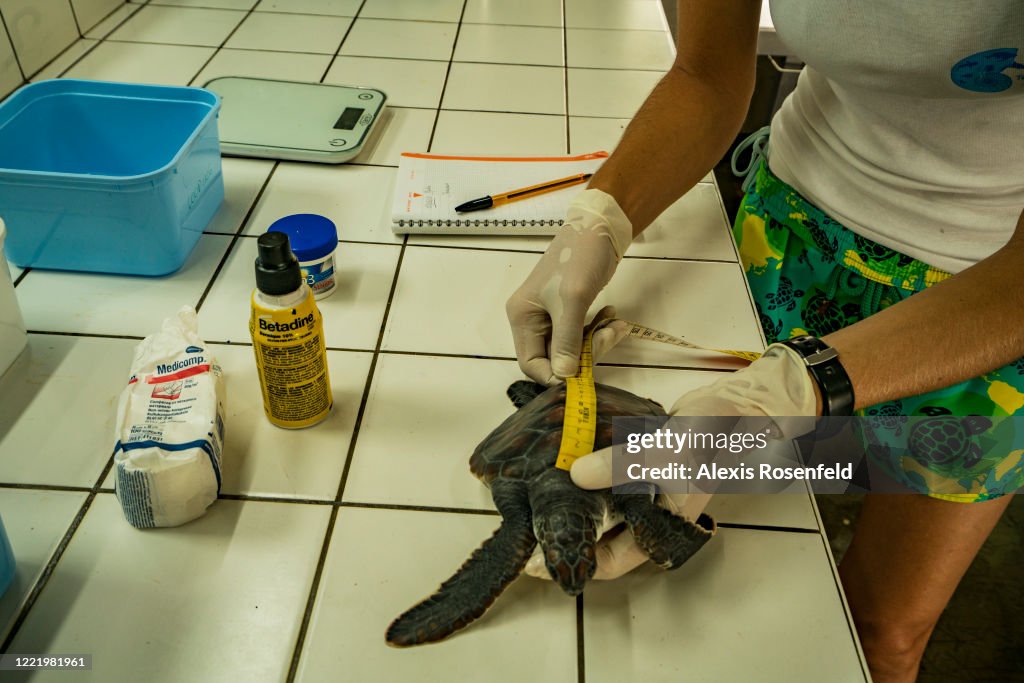 Sea turtle care center of Moorea