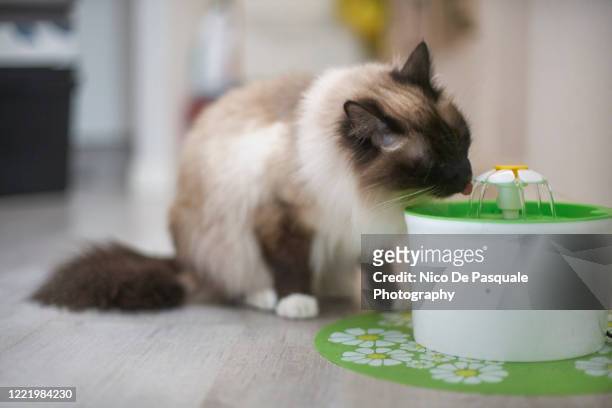 birman cat drinking - cat drinking stock-fotos und bilder