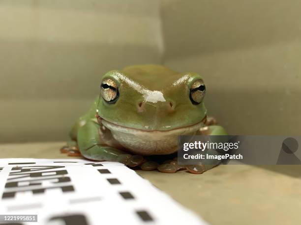 green tree frog living in a letterbox - letterbox bildbanksfoton och bilder
