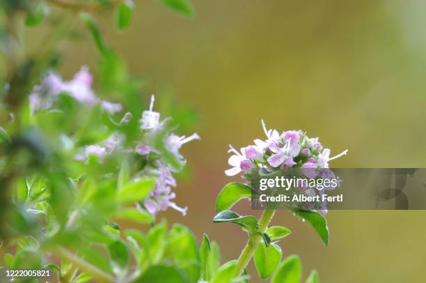 bohnenkraut - summer savoury stock pictures, royalty-free photos & images