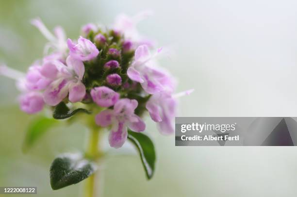 bohnenkraut - summer savoury stock pictures, royalty-free photos & images